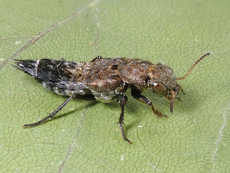 Staphylinidae: Ontholestes murinus ??  Sì !